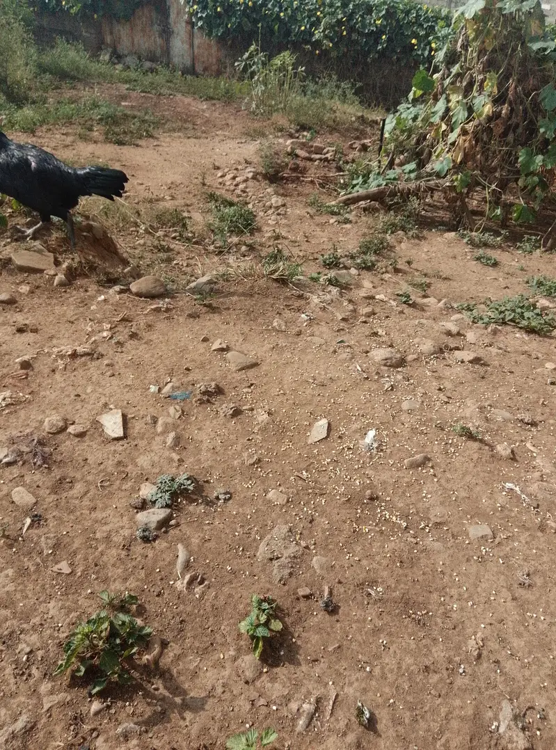 aseel female hen black shini colour — photo 7