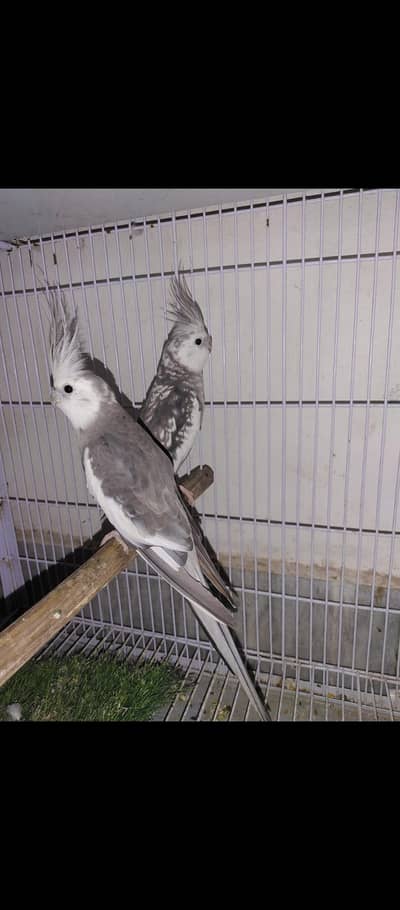 cocktail pair