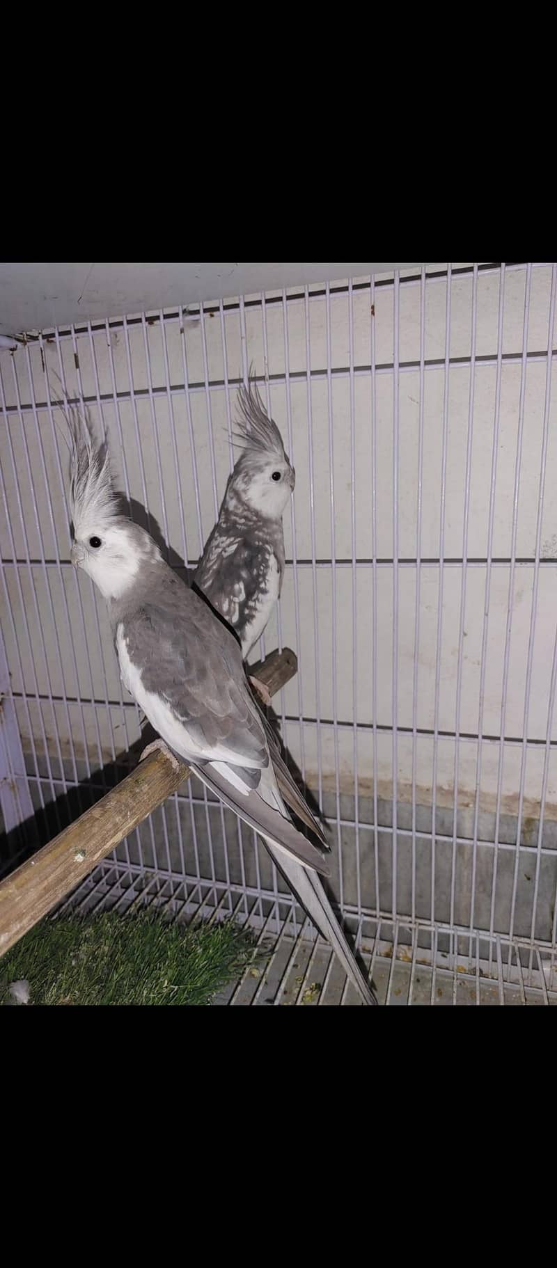 cocktail pair 0