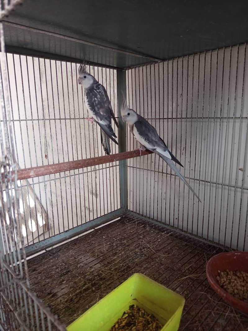 cocktail pair 1