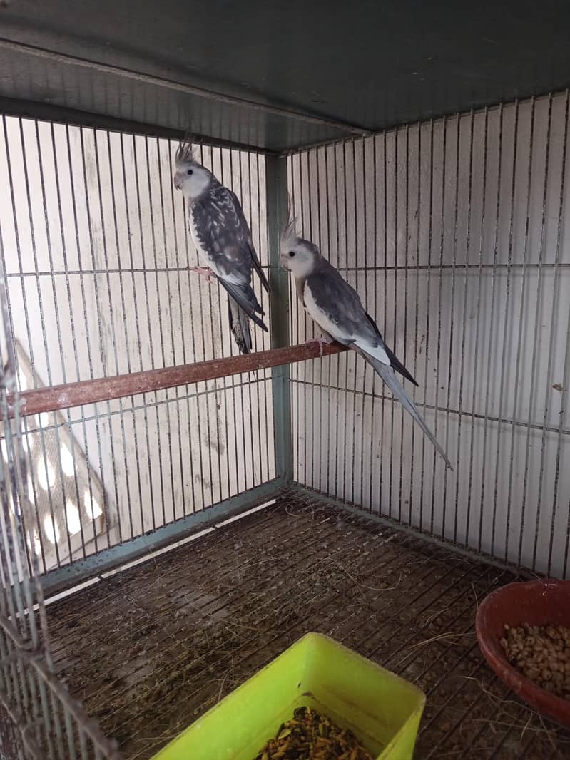 cocktail pair 2