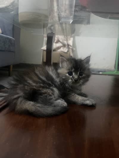 Persian mix colour available