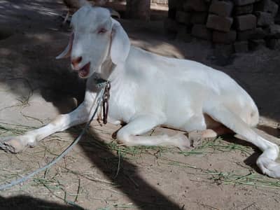 بکری Goat خرگوش Rabbits