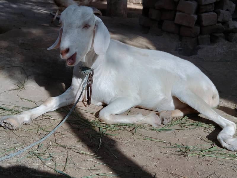 بکری Goat خرگوش Rabbits 0