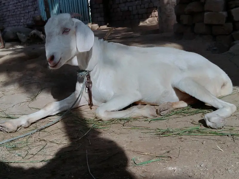 بکری Goat خرگوش Rabbits — photo 2