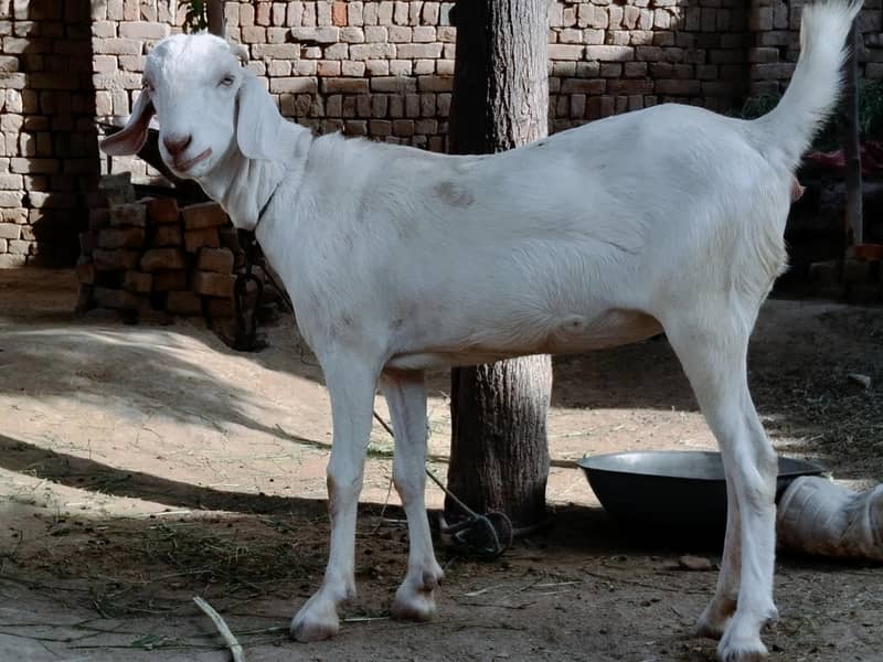 بکری Goat خرگوش Rabbits 2