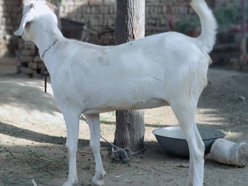 بکری Goat خرگوش Rabbits 3