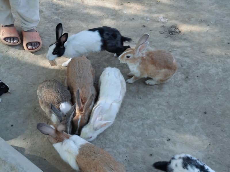 بکری Goat خرگوش Rabbits 4