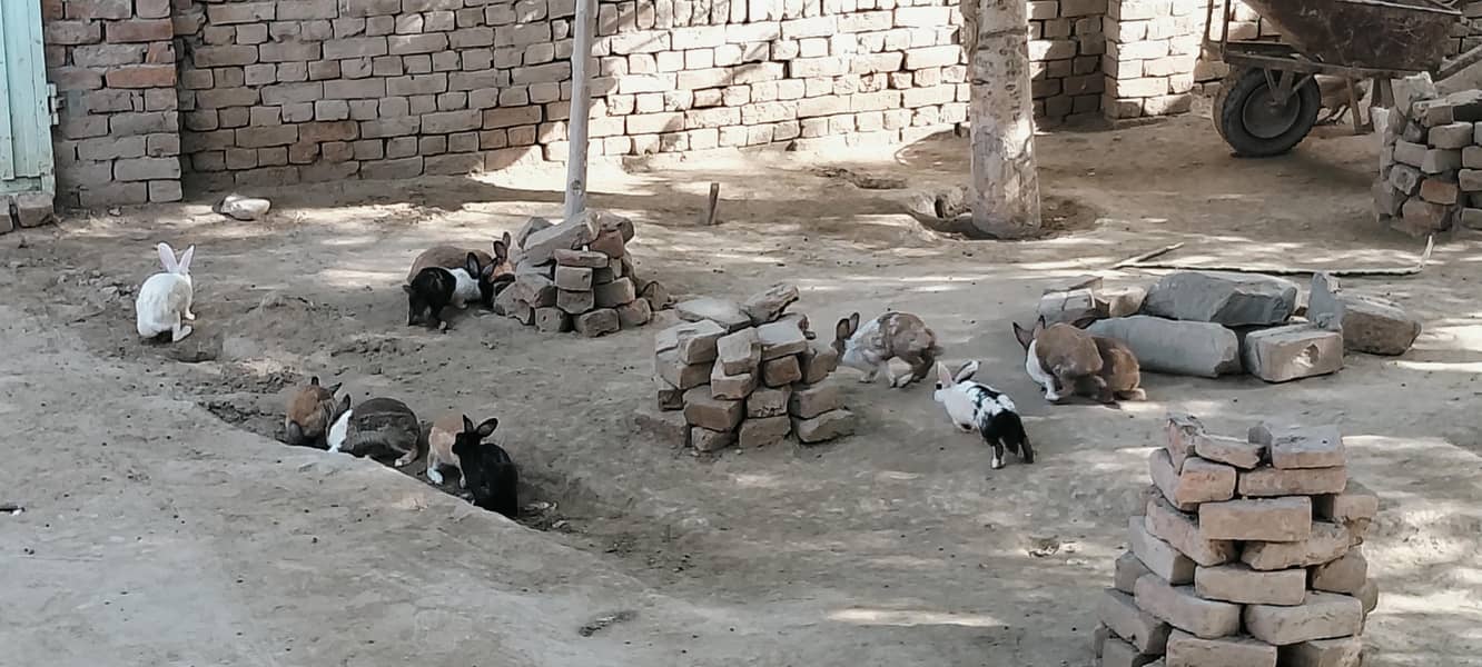 بکری Goat خرگوش Rabbits 5