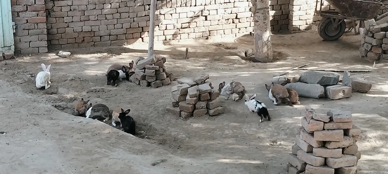 بکری Goat خرگوش Rabbits — photo 6