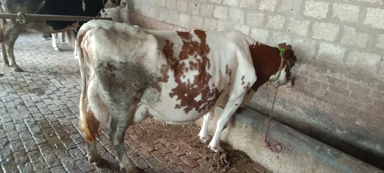 Ma Sha Allah bhut khoobsurat janwer ha 03144317210 — photo 3