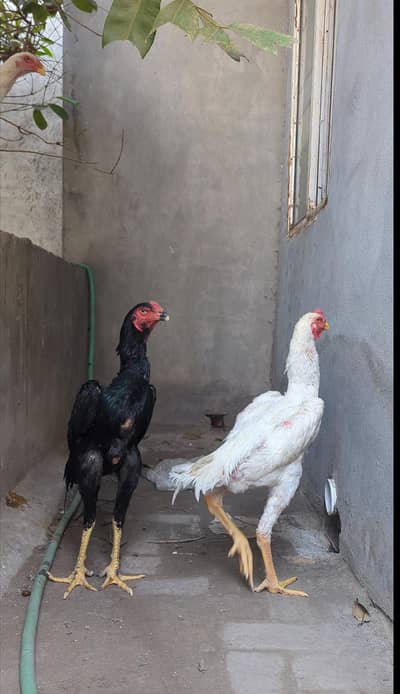 king size black o shamo