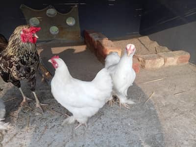 bantam