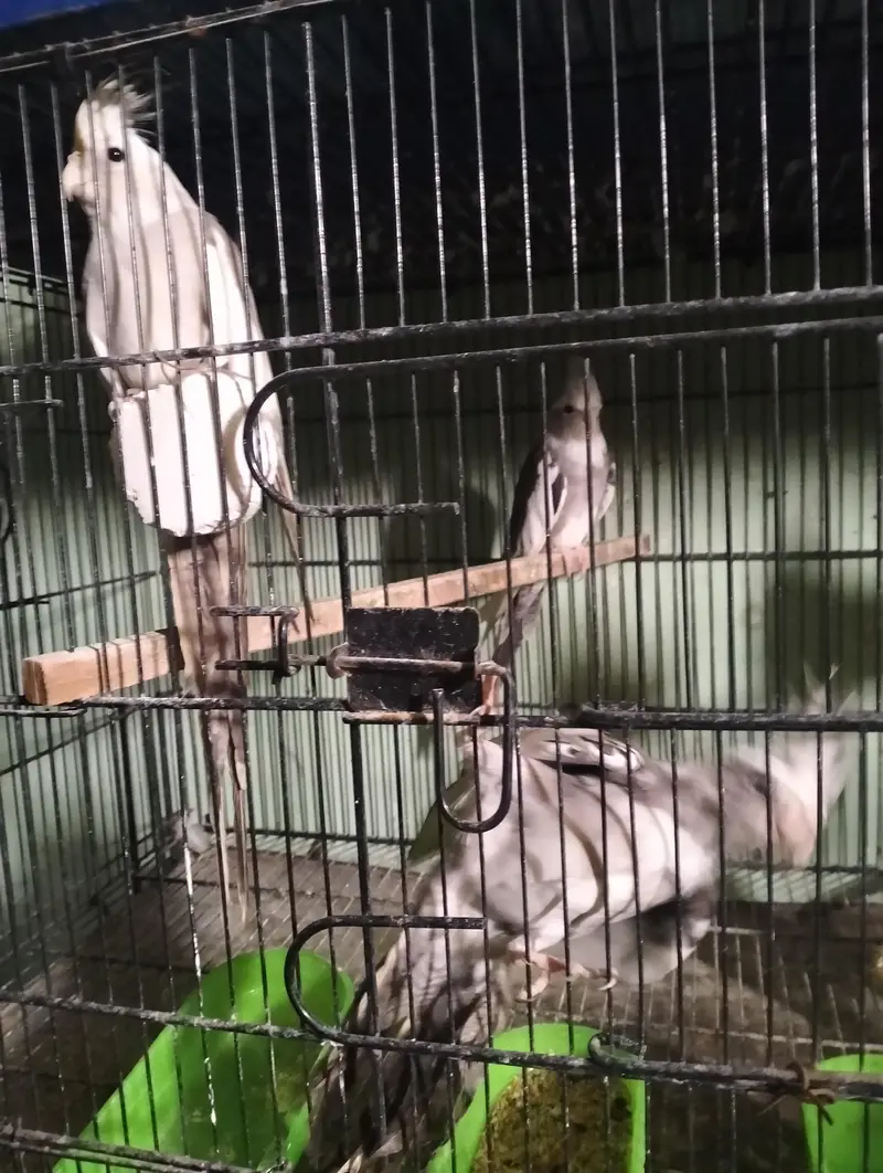 Salam All Cocktail sell pesso me kami pheshi ho jay gi — photo 3
