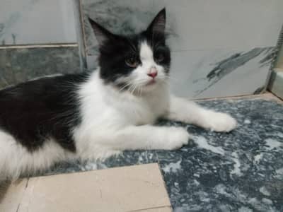 Persian kittens pair