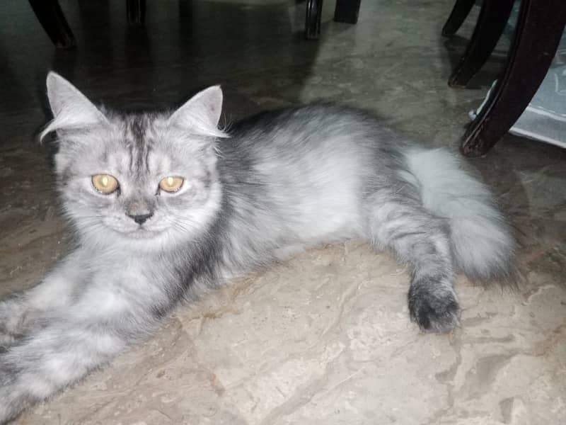 Persian kittens pair 1