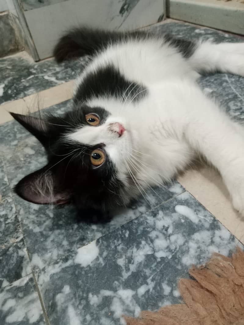 Persian kittens pair 2