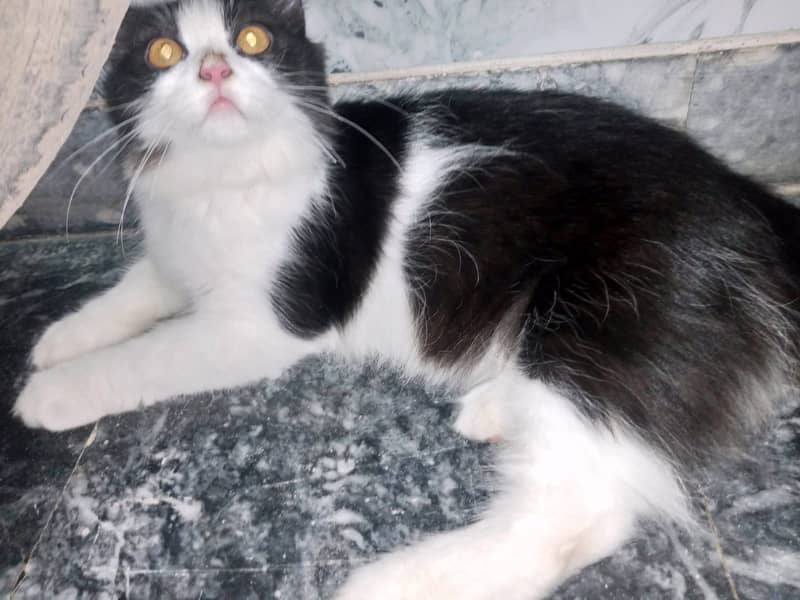 Persian kittens pair 3