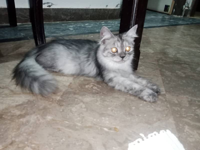 Persian kittens pair 4