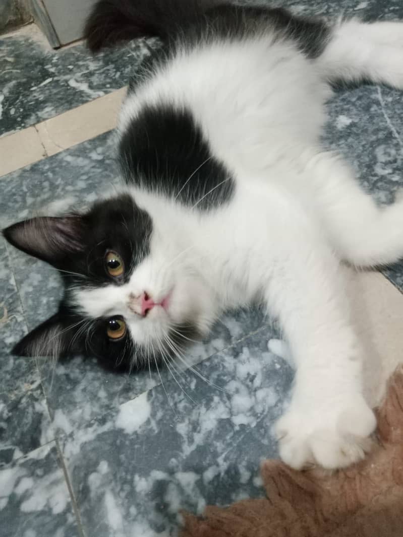 Persian kittens pair 5