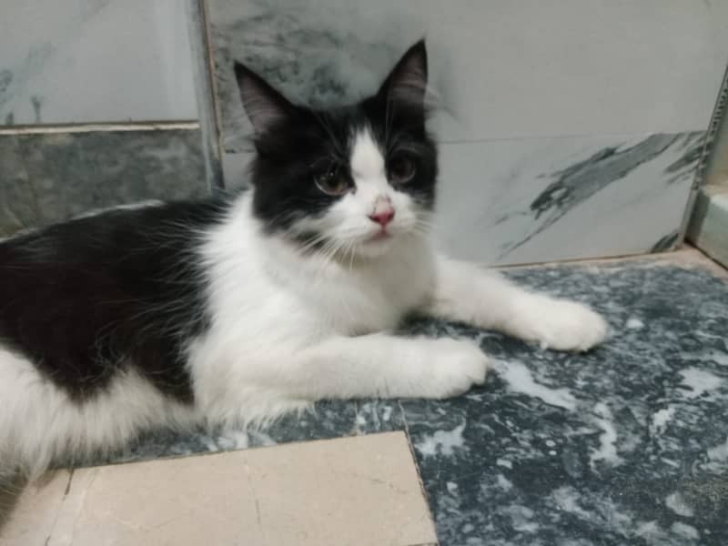 Persian kittens pair 6