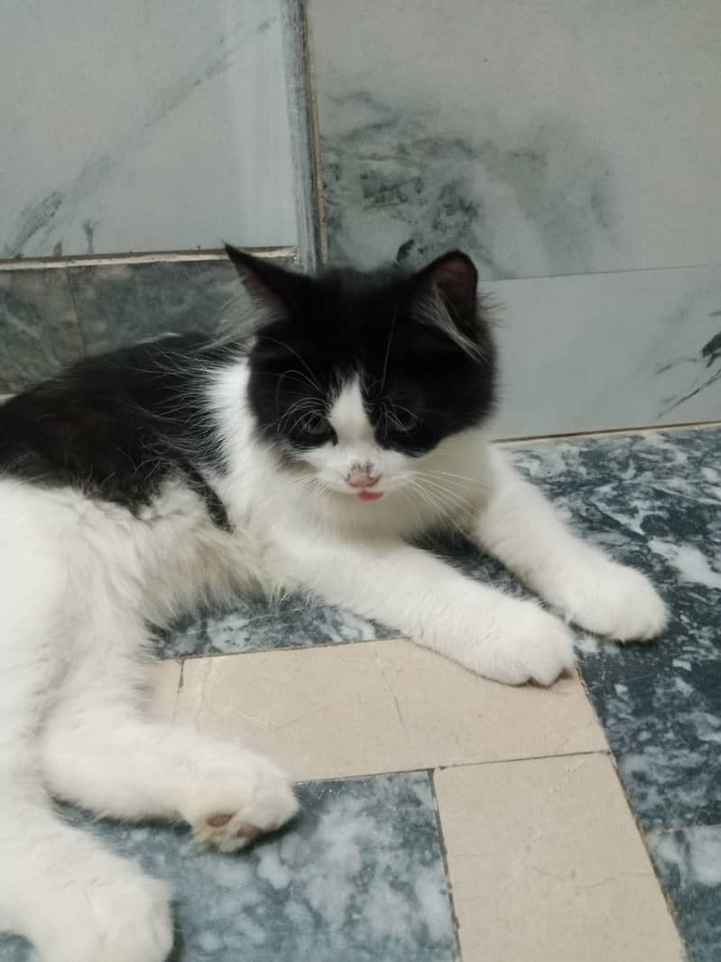 Persian kittens pair 7
