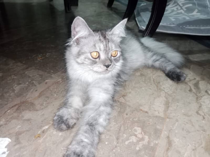 Persian kittens pair 8