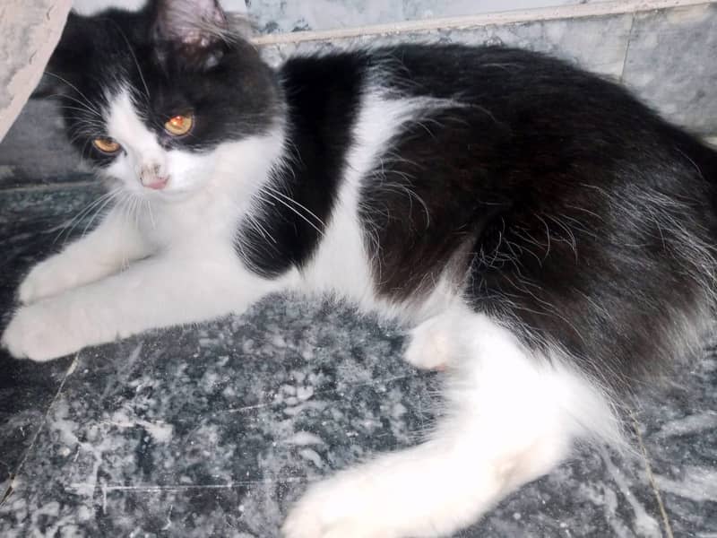 Persian kittens pair 9