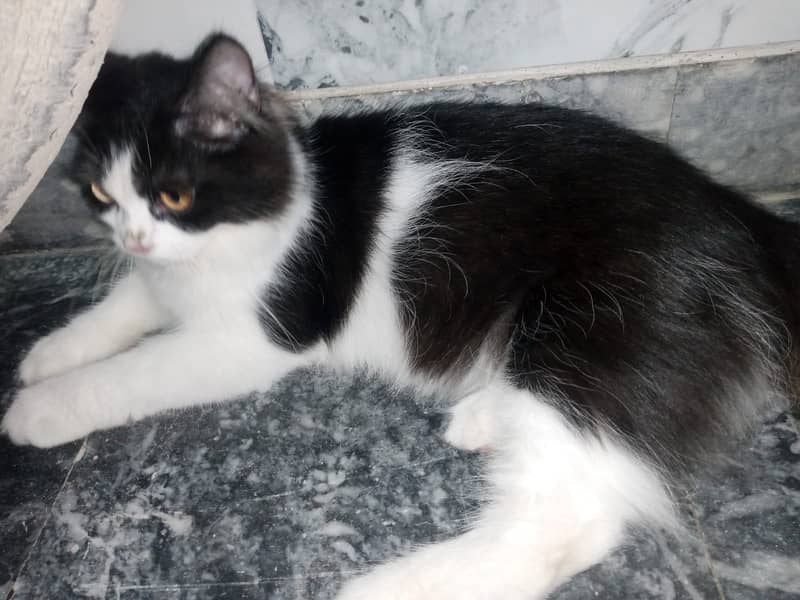 Persian kittens pair 10