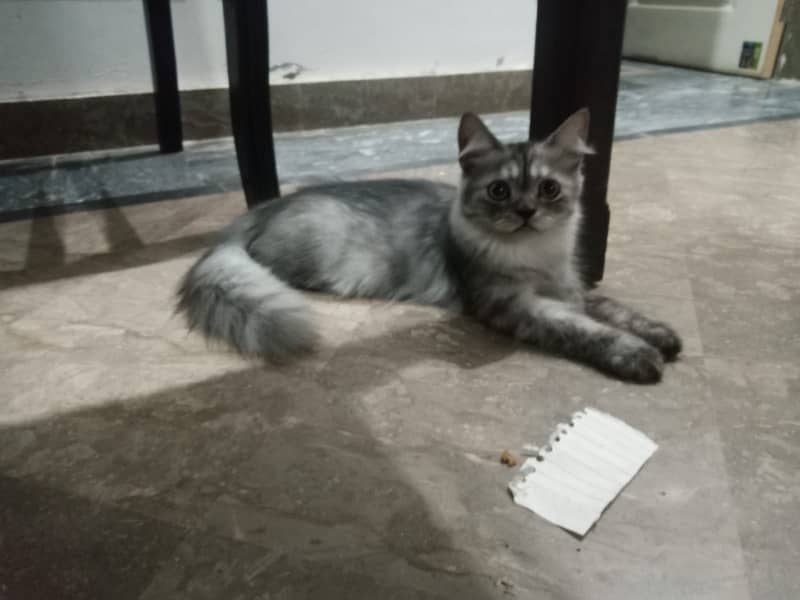 Persian kittens pair 11