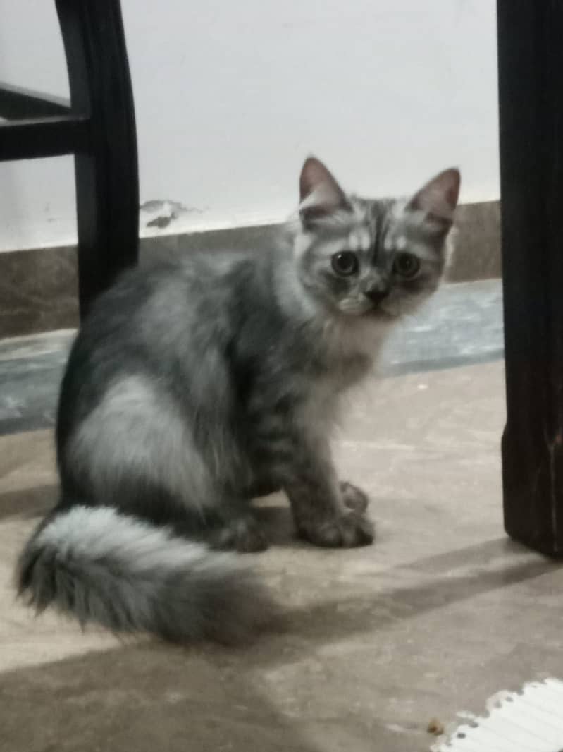 Persian kittens pair 12