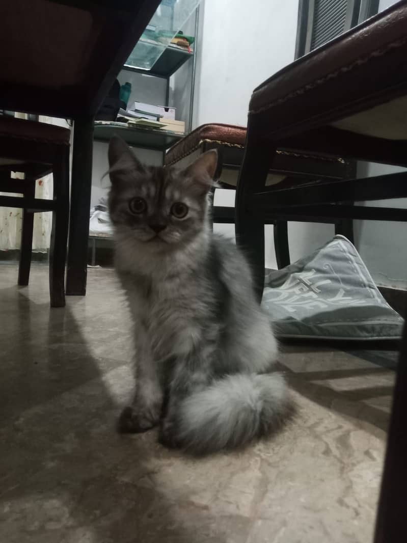 Persian kittens pair 13