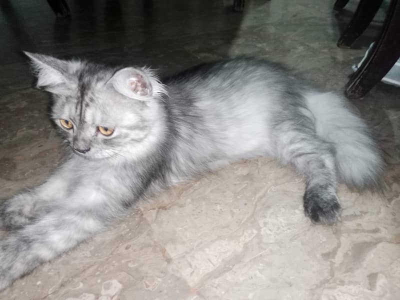 Persian kittens pair 14