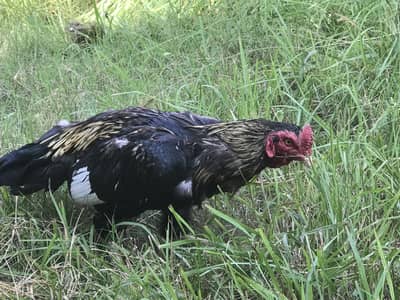 Best aseel mianwali jawa bird for sale