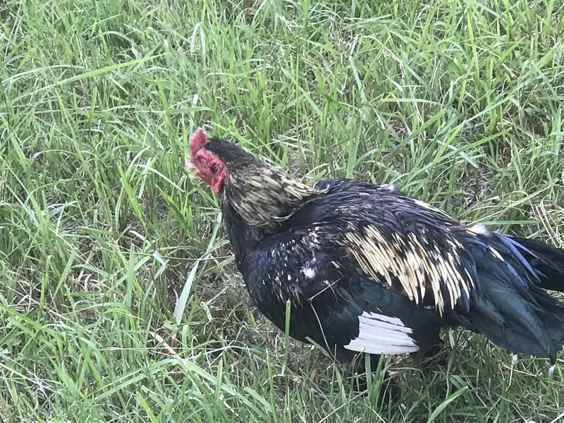 Best aseel mianwali jawa bird for sale — photo 2