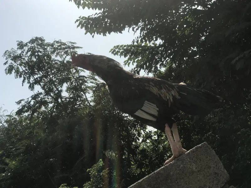 Best aseel mianwali jawa bird for sale — photo 3