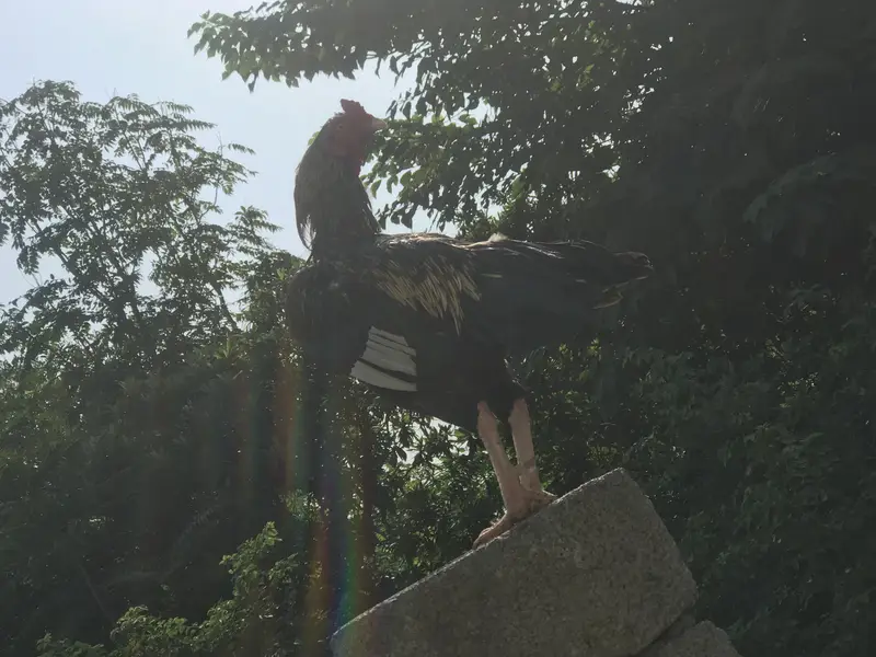 Best aseel mianwali jawa bird for sale — photo 4