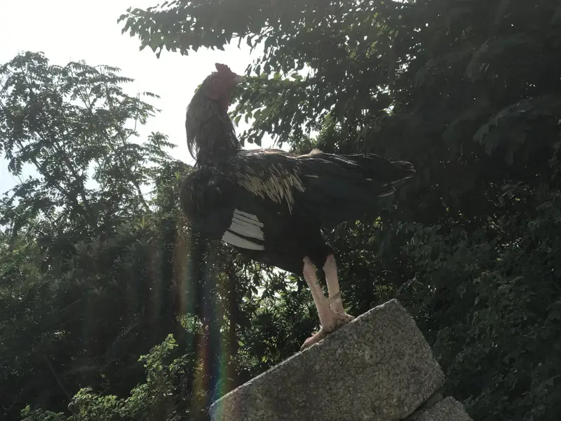 Best aseel mianwali jawa bird for sale — photo 5