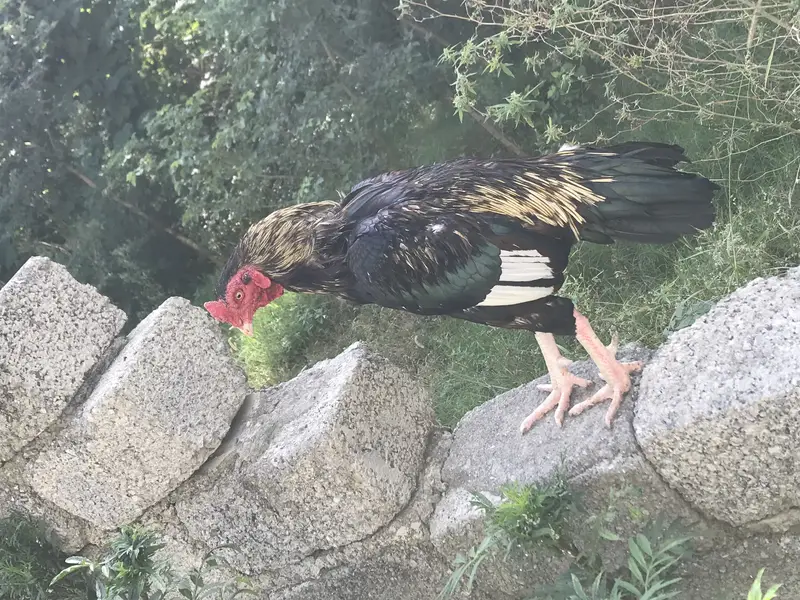 Best aseel mianwali jawa bird for sale — photo 6