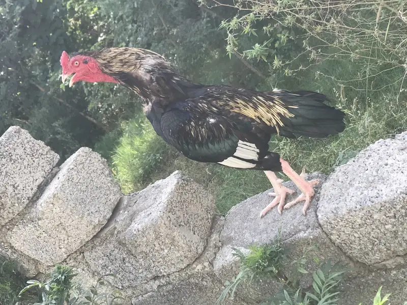 Best aseel mianwali jawa bird for sale — photo 7