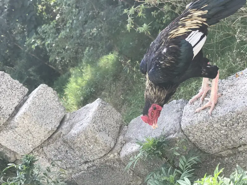 Best aseel mianwali jawa bird for sale — photo 8