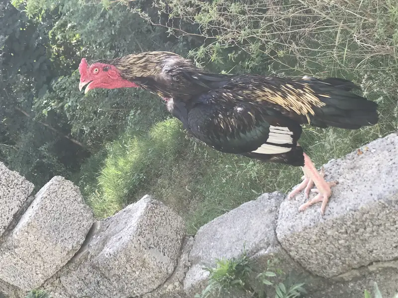 Best aseel mianwali jawa bird for sale — photo 9