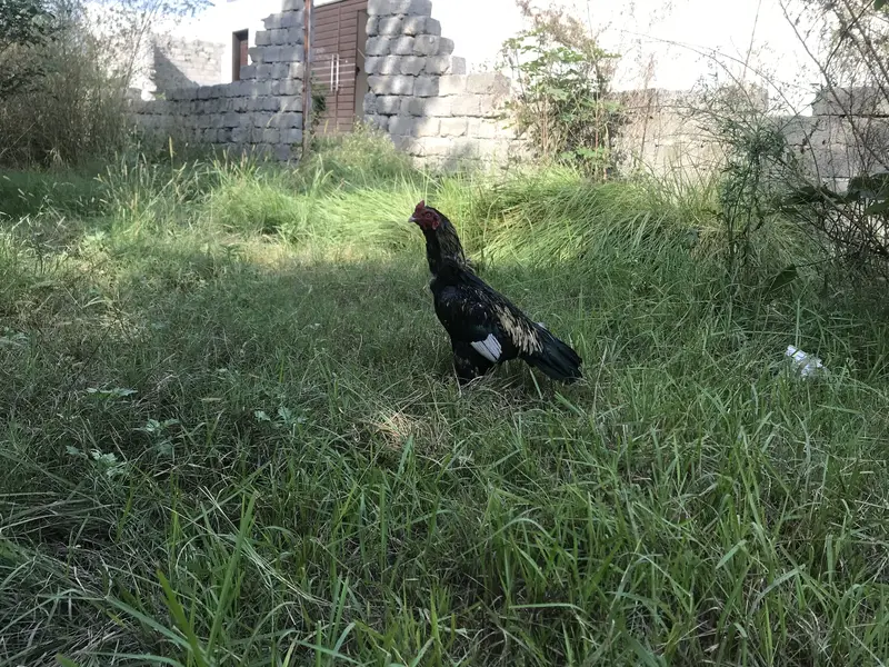 Best aseel mianwali jawa bird for sale — photo 10