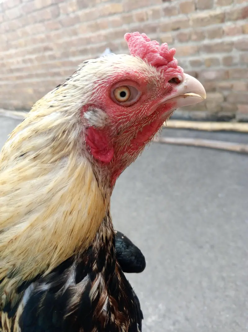 Home Breed — photo 2