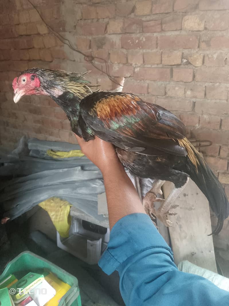 aseel murga 0