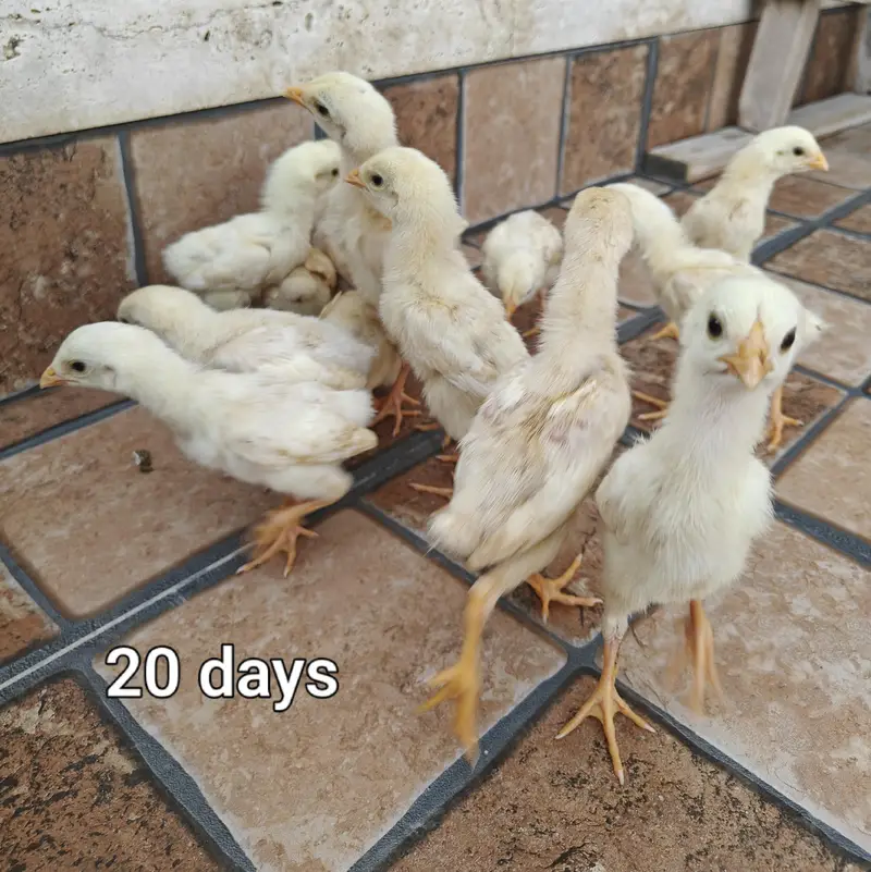 pure  wite Shamoo chiks — photo 7