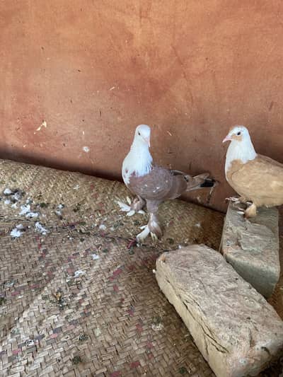 Karblai son chirra khaal for sale