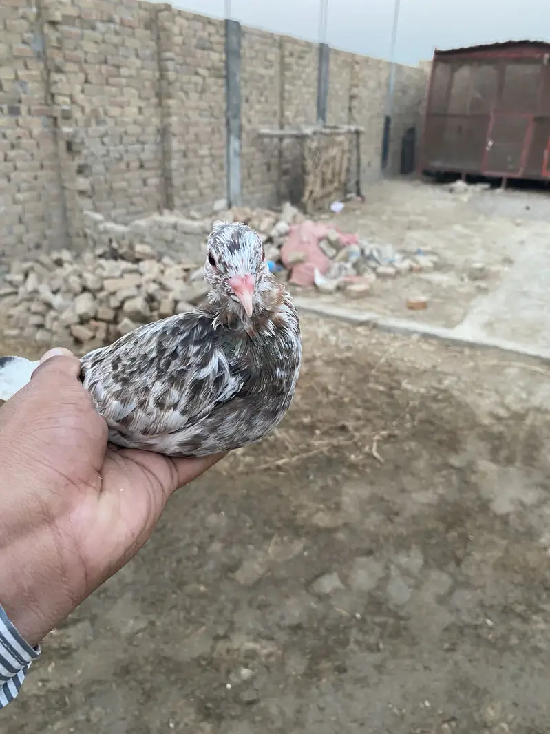 Karblai son chirra khaal for sale — photo 2