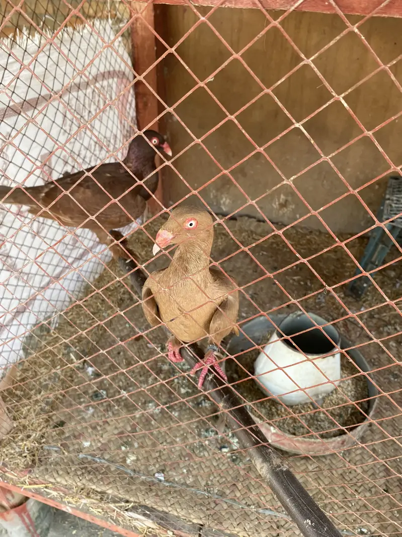 Karblai son chirra khaal for sale — photo 3