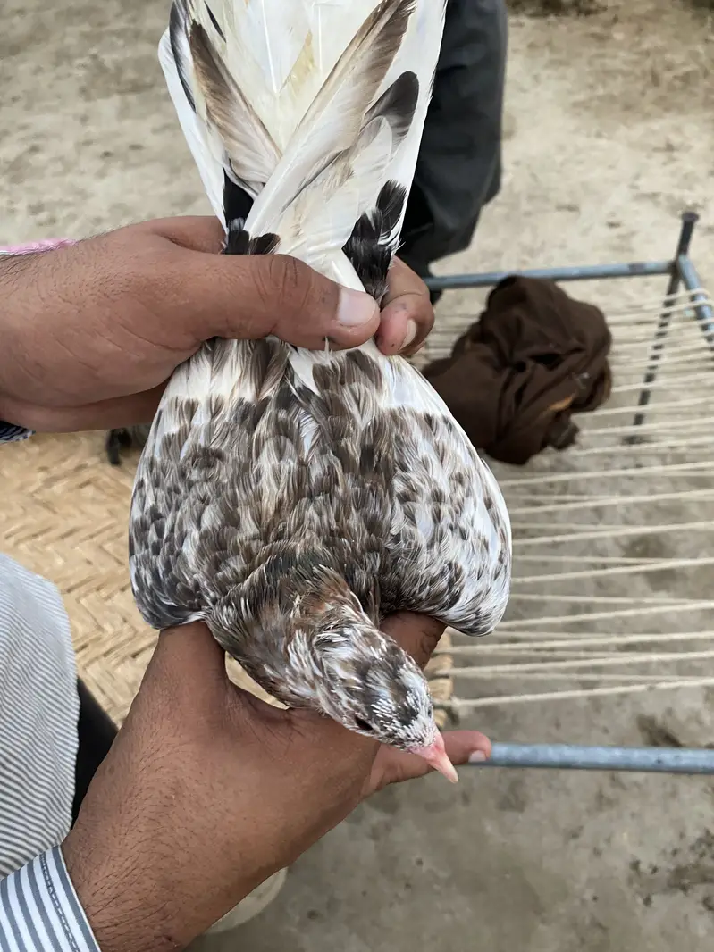 Karblai son chirra khaal for sale — photo 4